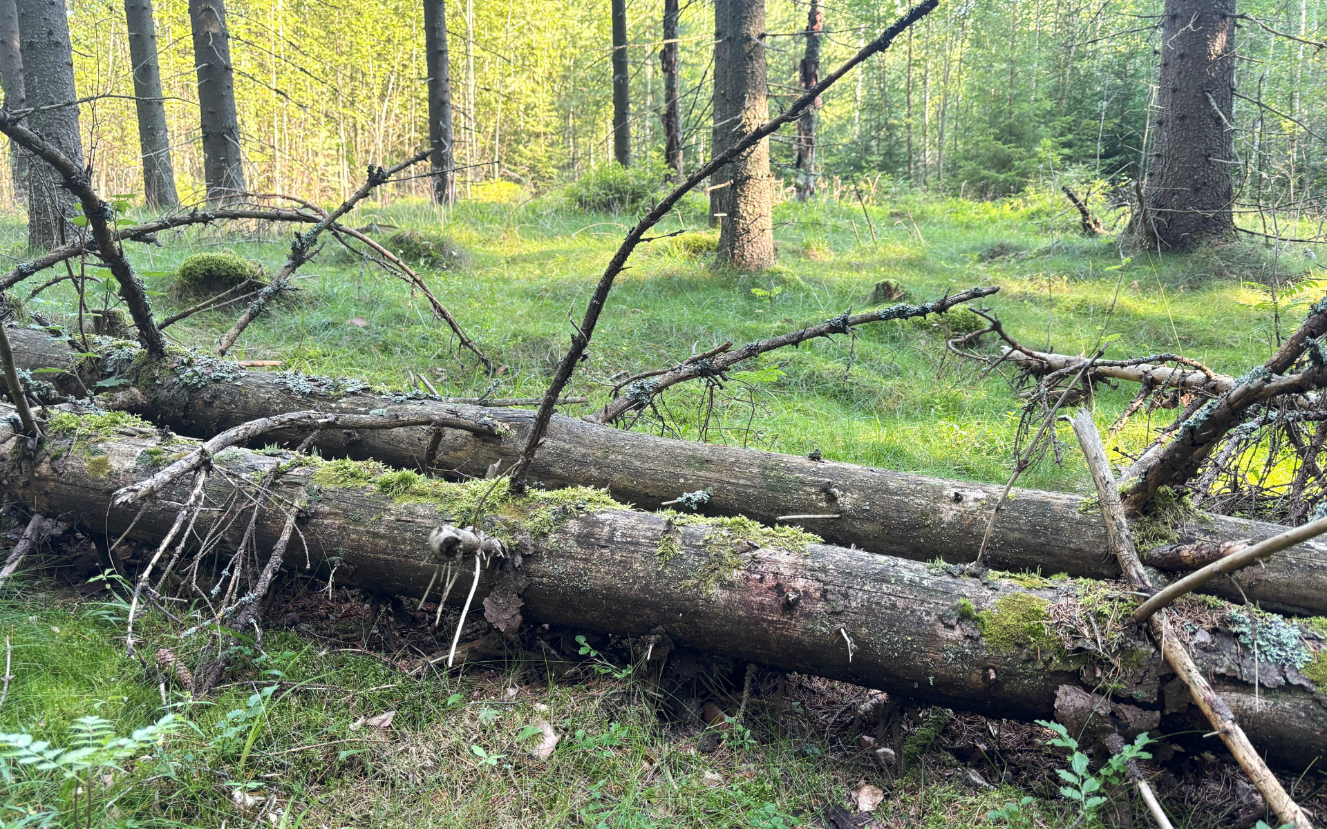 Luonnonhoitolenkki