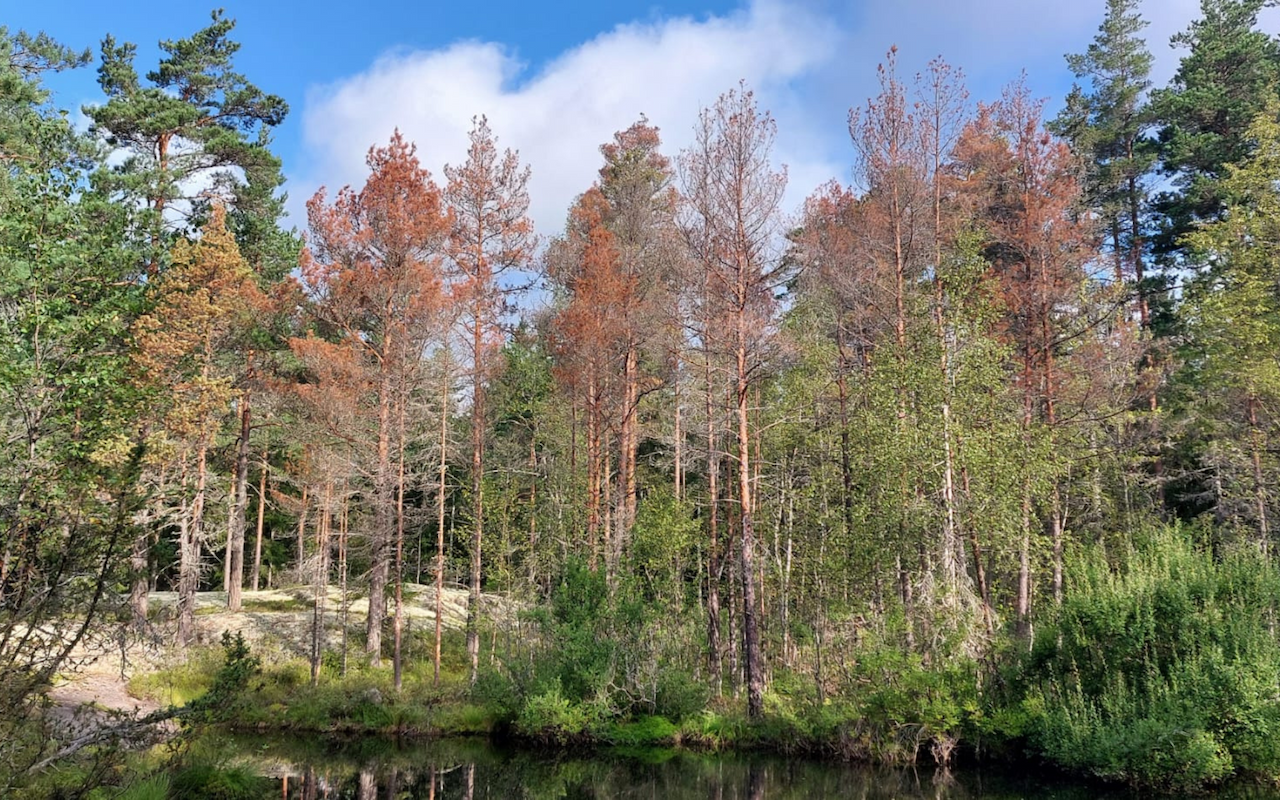 Silmät auki kaarnauoriaistuhoille