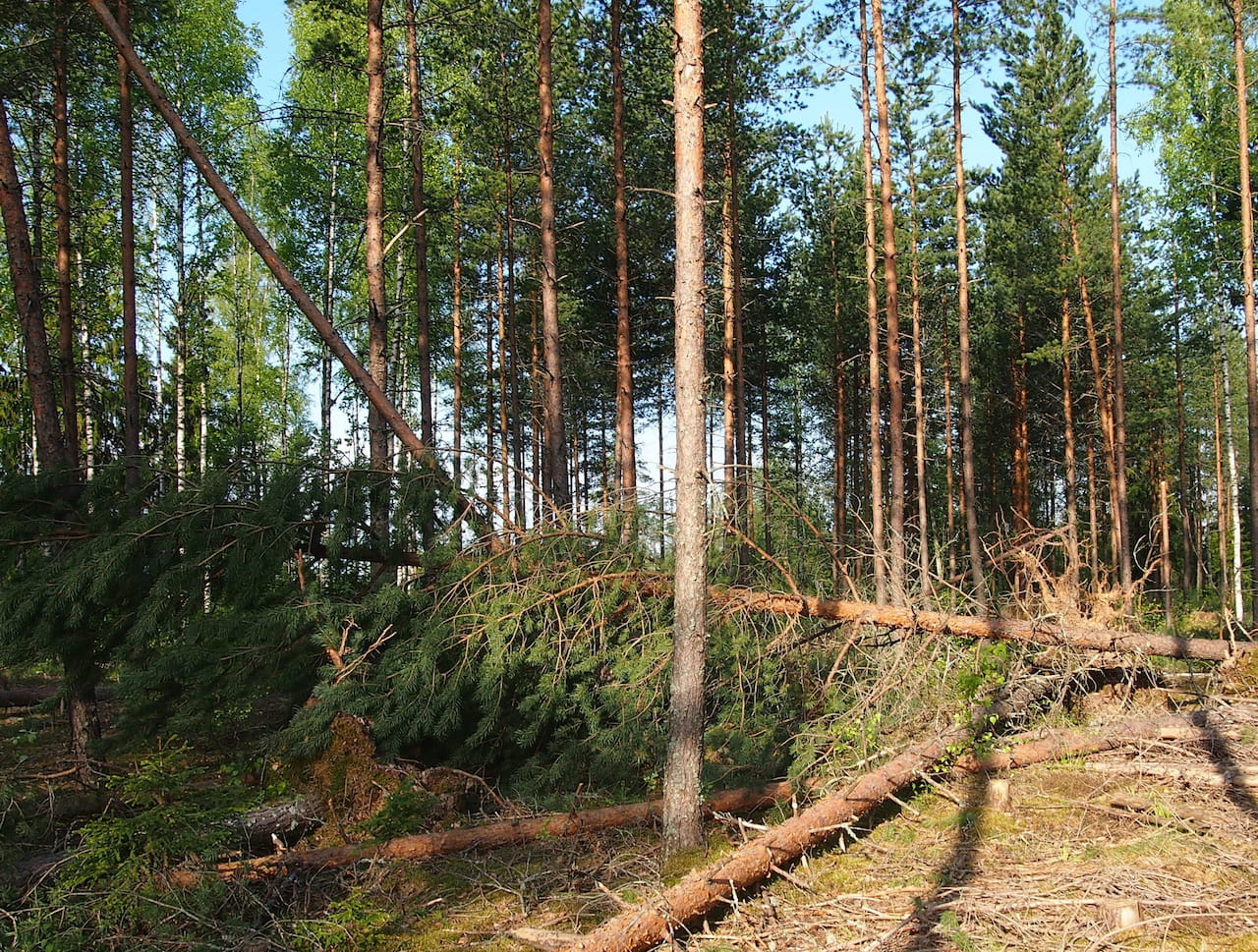 Tarkista metsäsi myrskytuhot