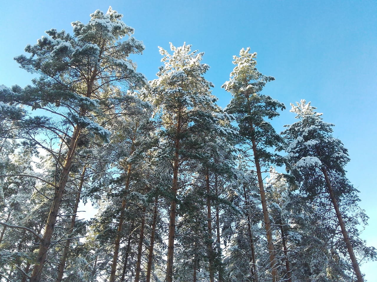 Mhy Mänty-Saimaalla takana vilkas vuosi