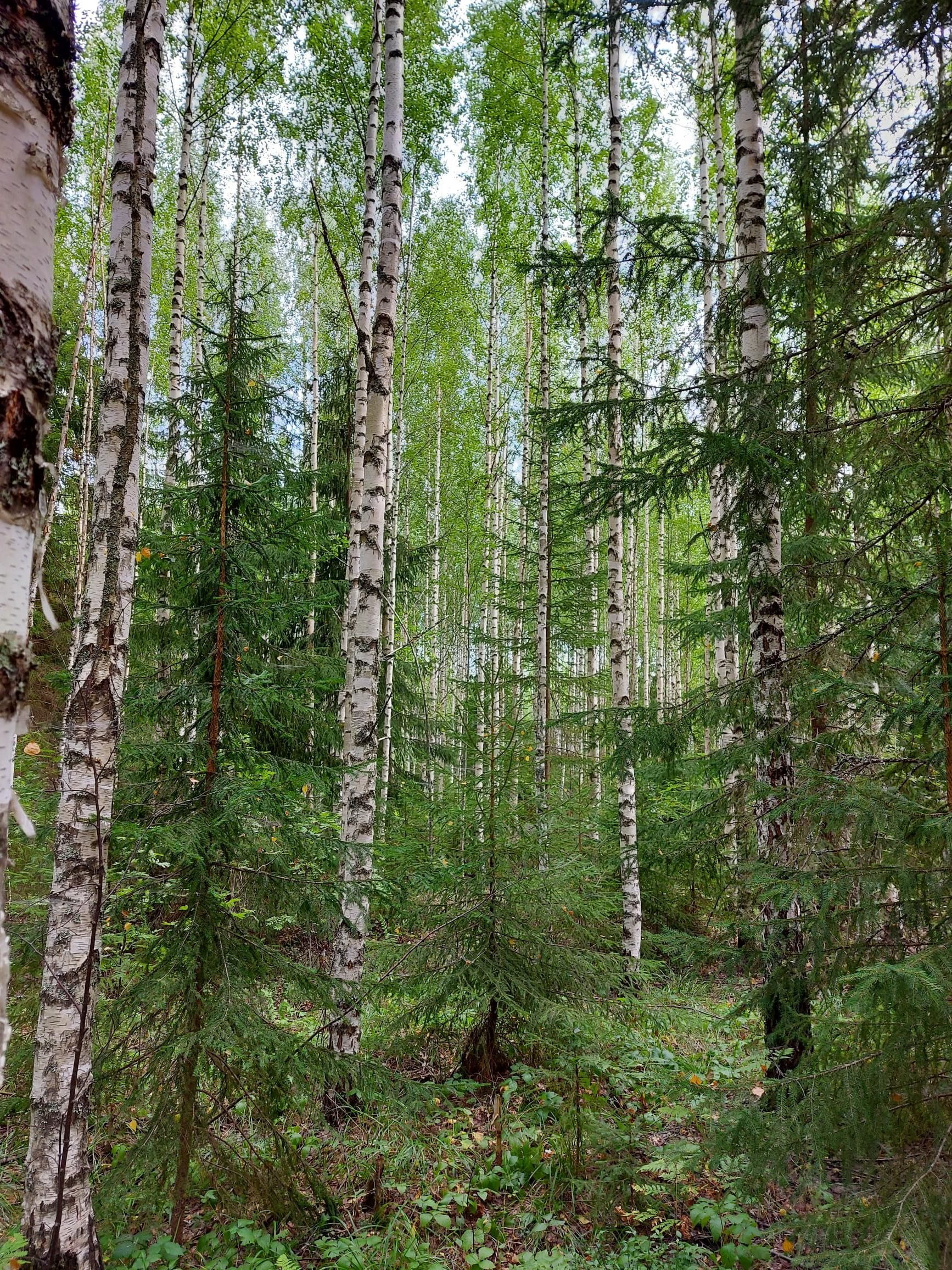 Metsäilta Helsingissä