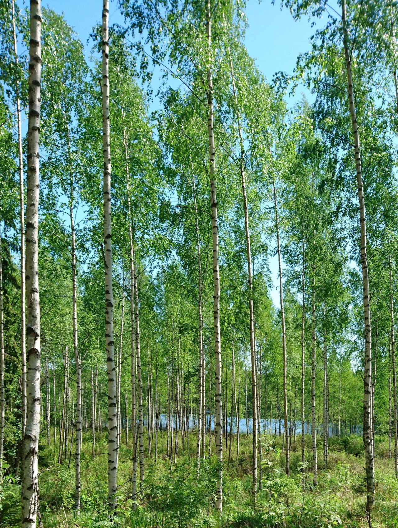 Tiedote koivun taimien saatavuusongelmista