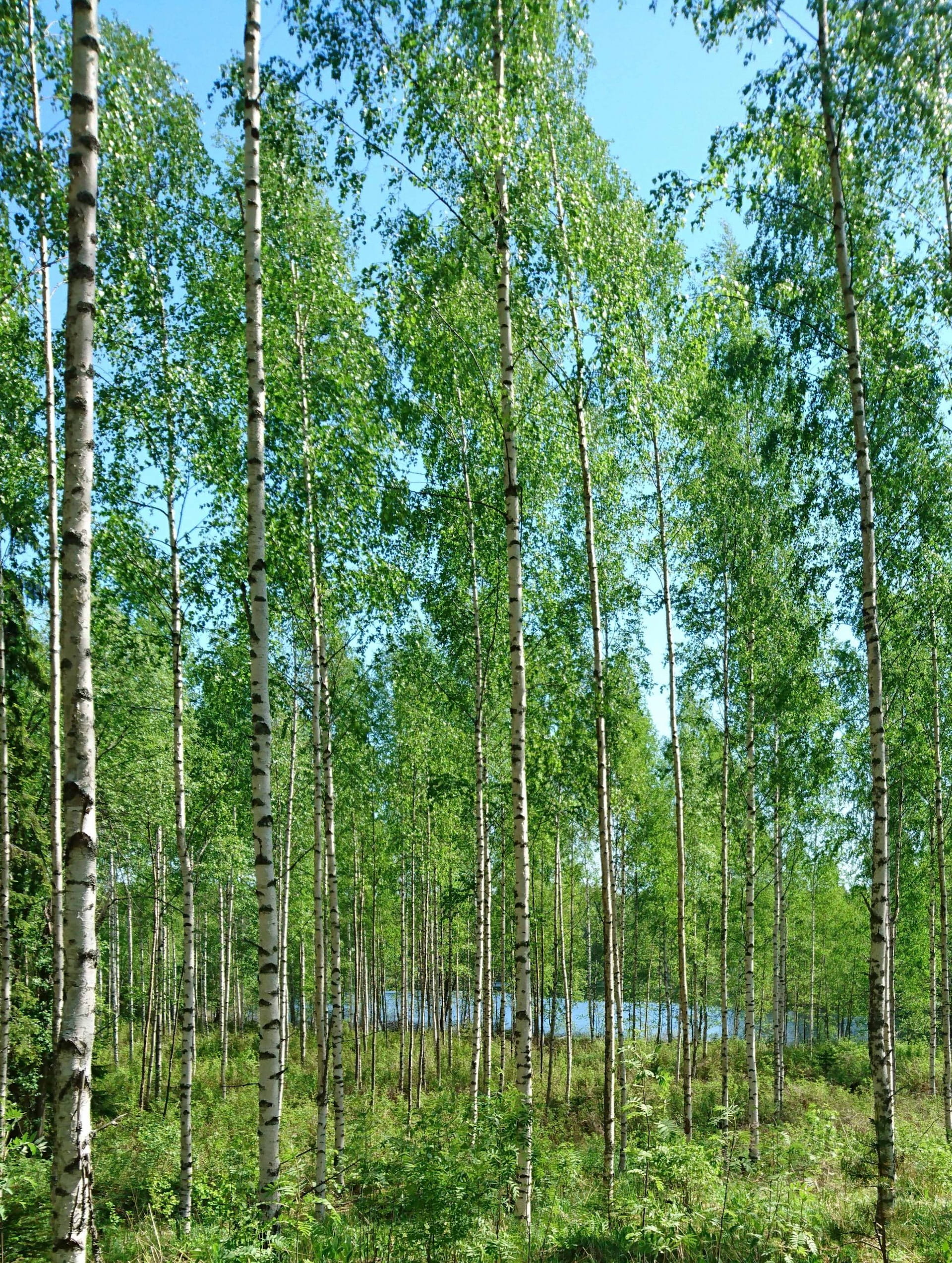 Tiedote koivun taimien saatavuusongelmista