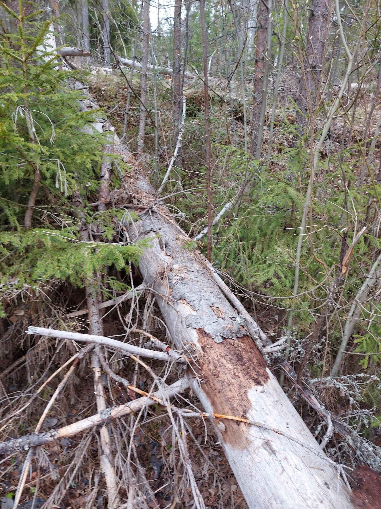 Kirjanpainaja – kuusimetsien tuhohyönteinen