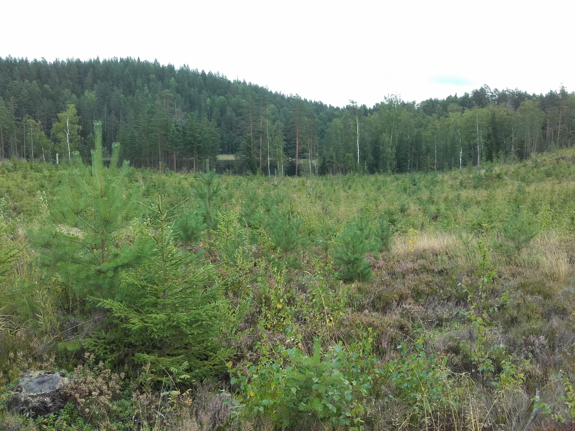 Nuoret metsät kuntoon -maastotapahtuma pe 15.9. klo 12-14, Kivisahdintie 1, Ristiina