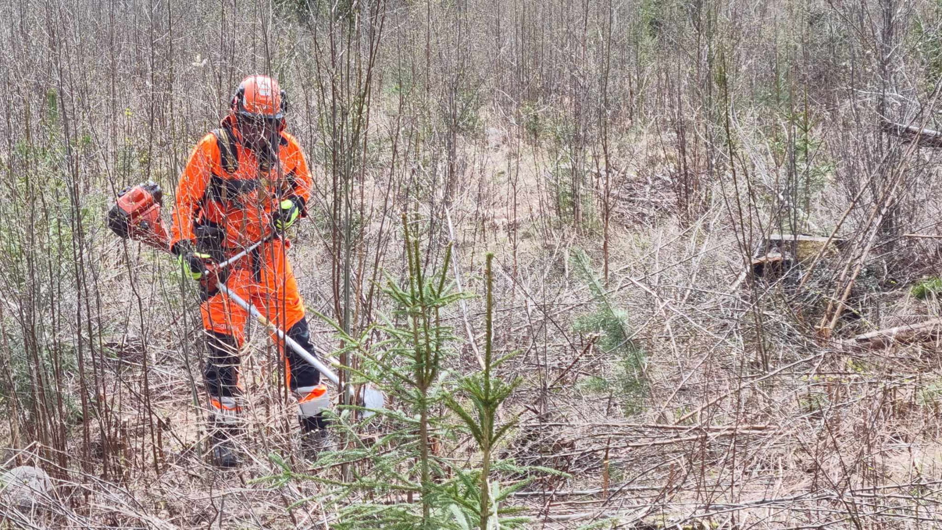 Kestävää kasvua -taimikonhoitonäytös Savitaipaleella