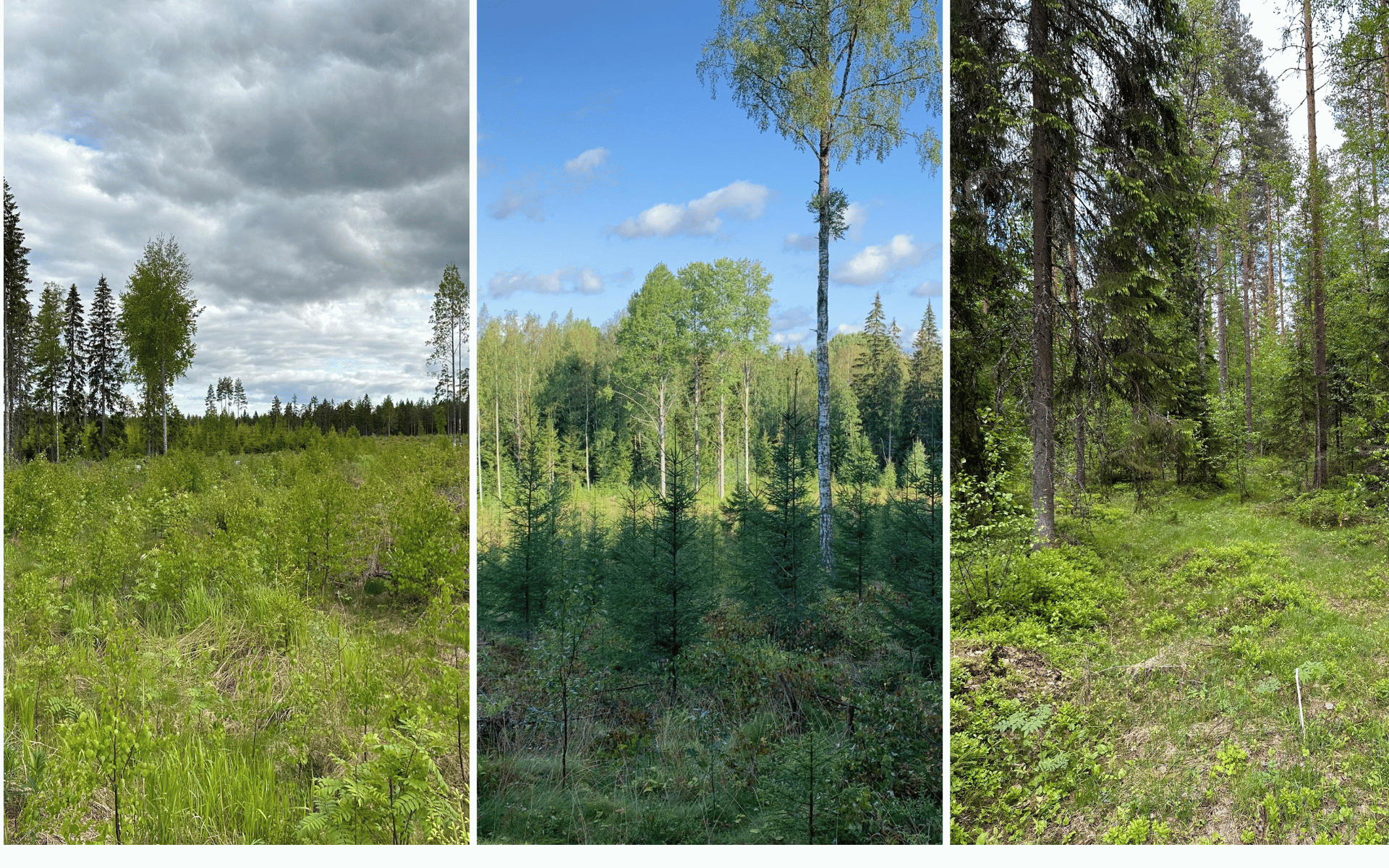 Taimikosta ensiharvennukseen metsäkävely