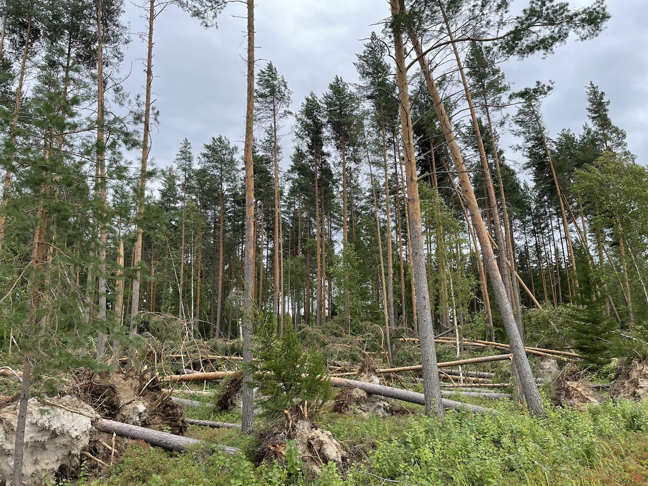 Iskikö myrsky metsään? Tässä muistilista metsänomistajalle