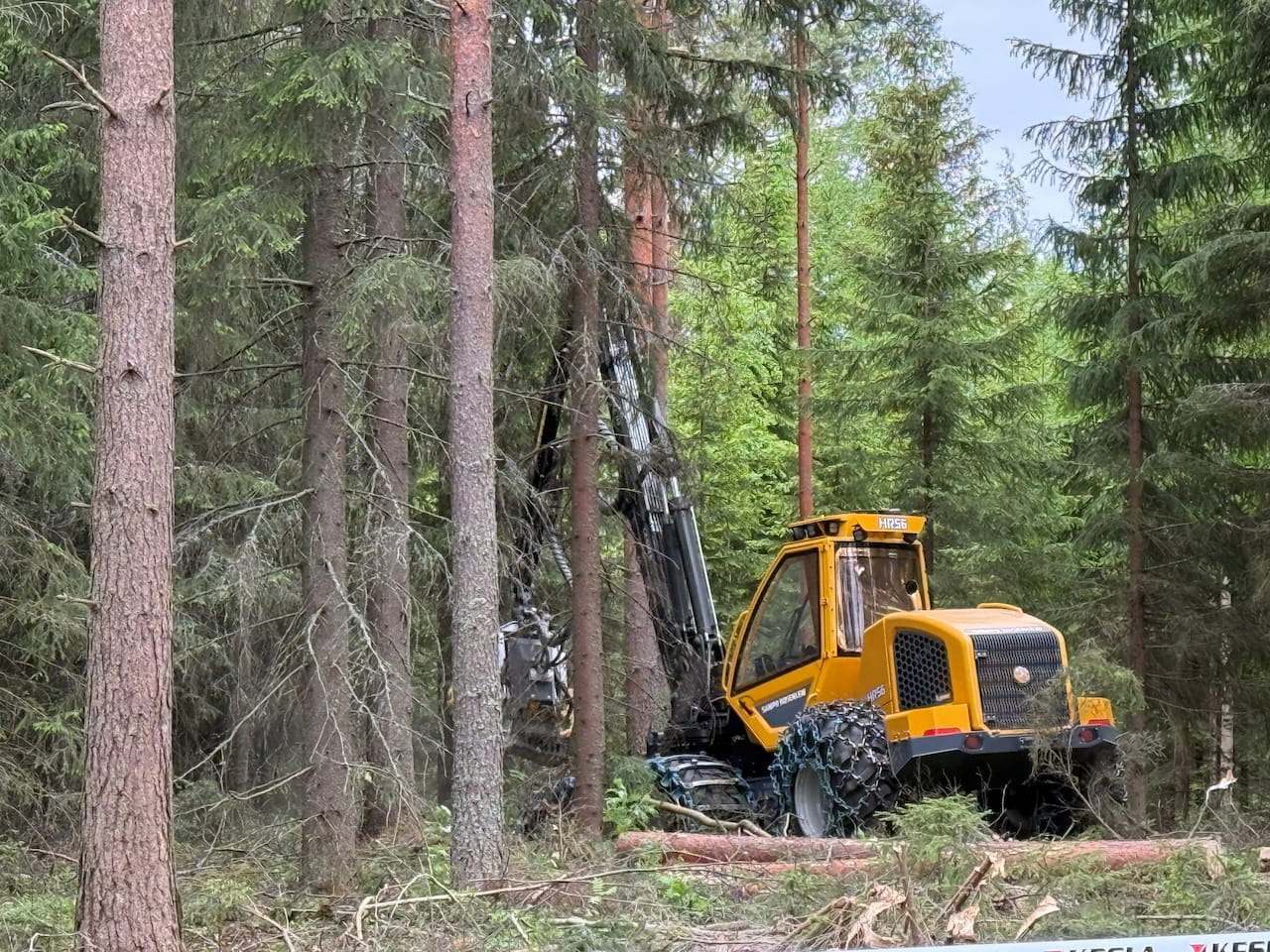 Pohjois-Karjalan puumarkkinakatsaus: Kauppamäärissä pientä laskua edellisiin vuosiin – puun hinta noussut alkuvuoden aikana