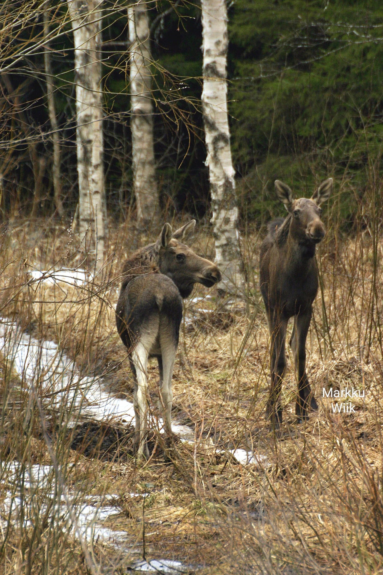 Metsänhoitoyhdistys huolissaan petopolitiikasta ja sen vaikutuksista hirvikannan hoitoon