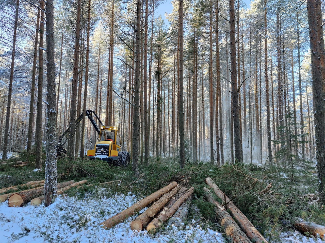 Marraskuun puumarkkinakatsaus