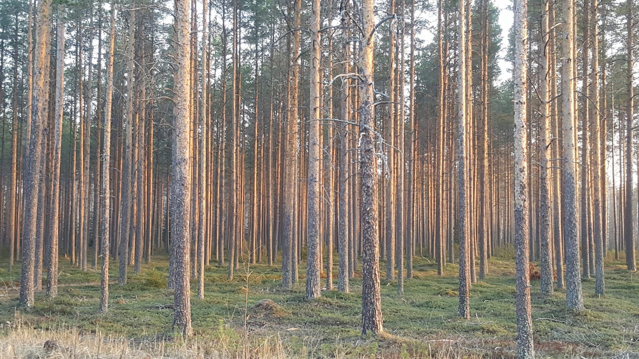Metsänhoitoyhdistys Pyhä-Kalan talouskatsaus  vuodelta 2024