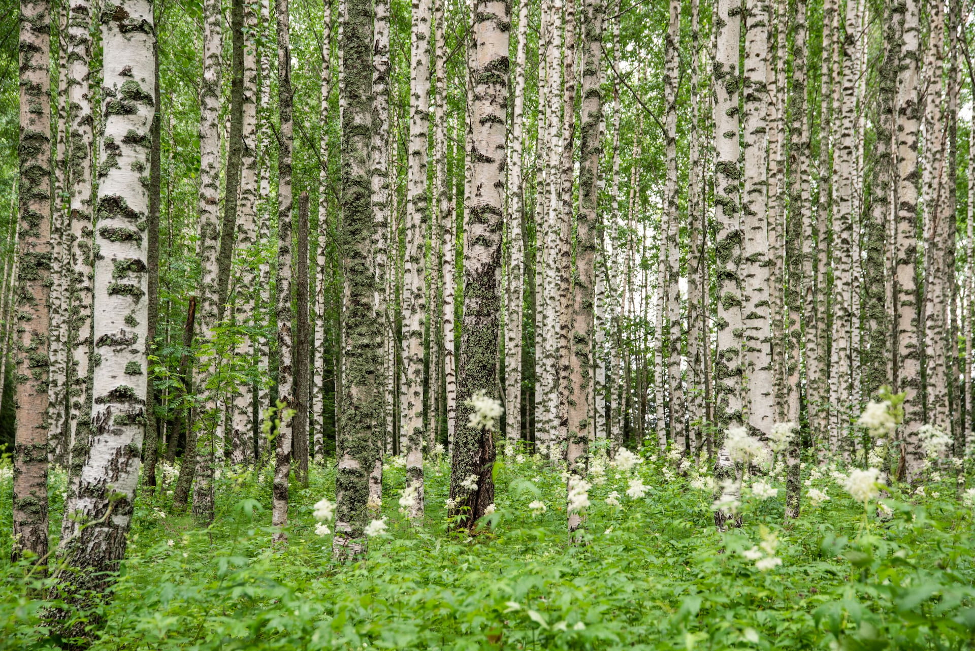 Luhangan metsäpäivä