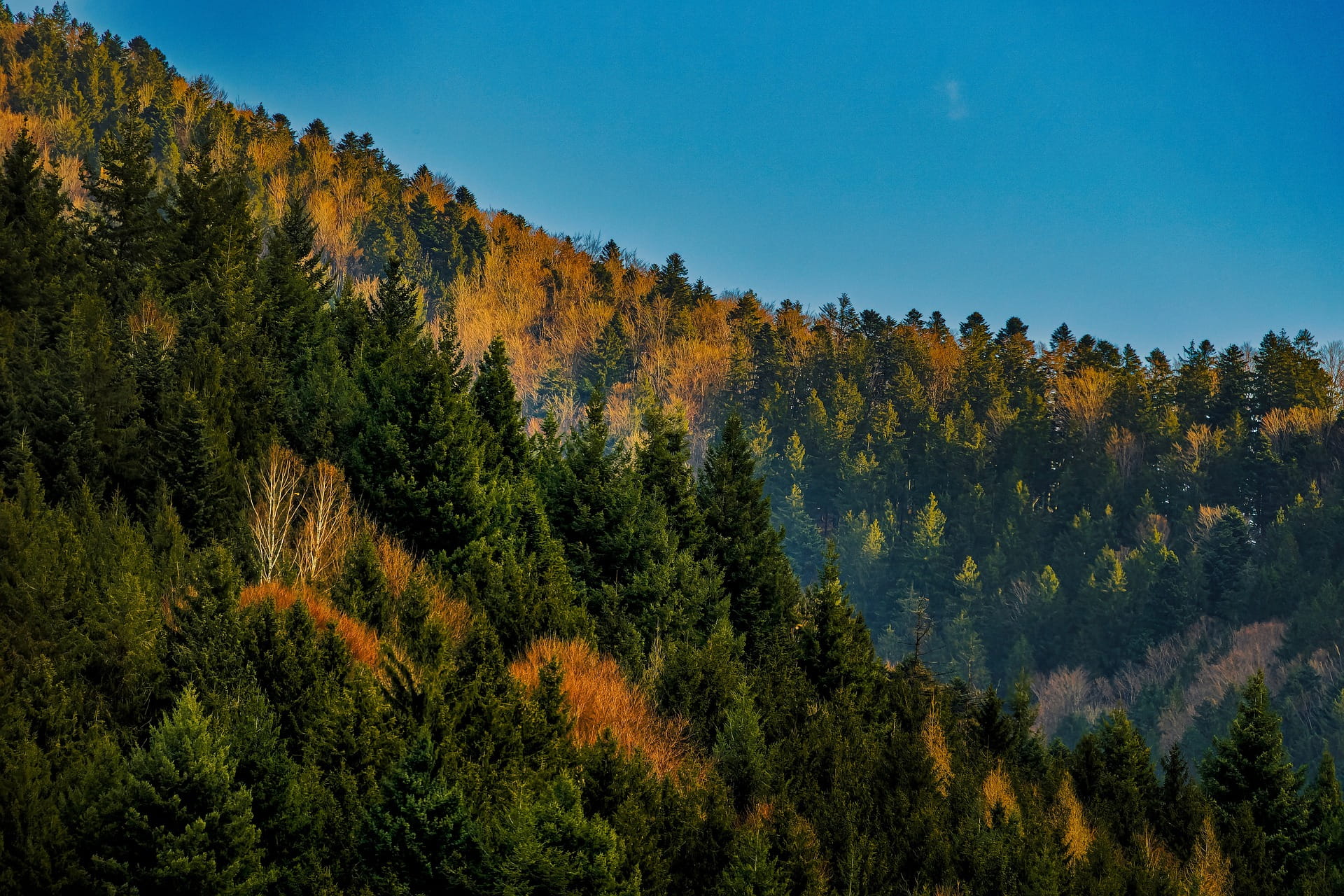 Metsäopintomatka Saksan Schwarzwaldiin 10.-14.10. (varaa 30.6. mennessä)