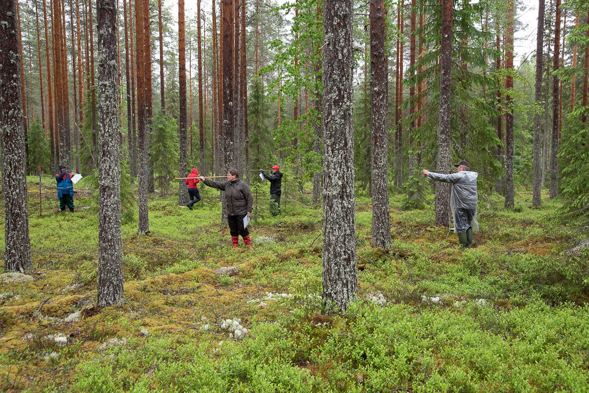 Perinteiset Valkolan metsätaitokisat