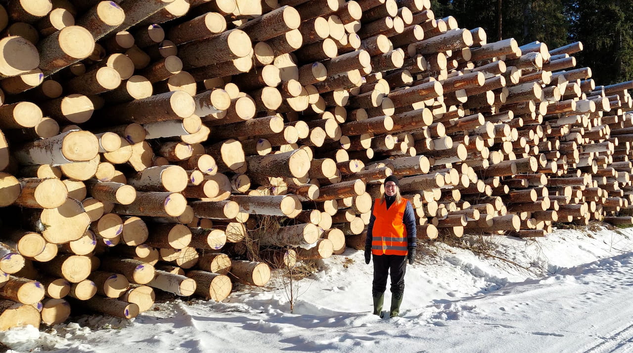 Puun hinta Päijät-Hämeessä 2-3/2023