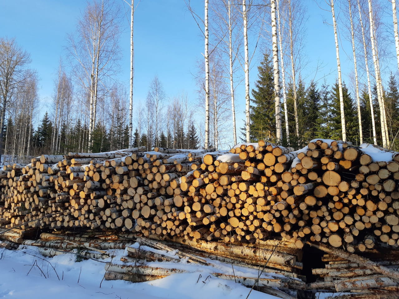 Puun hinta Päijät-Hämeessä 3-4/2023