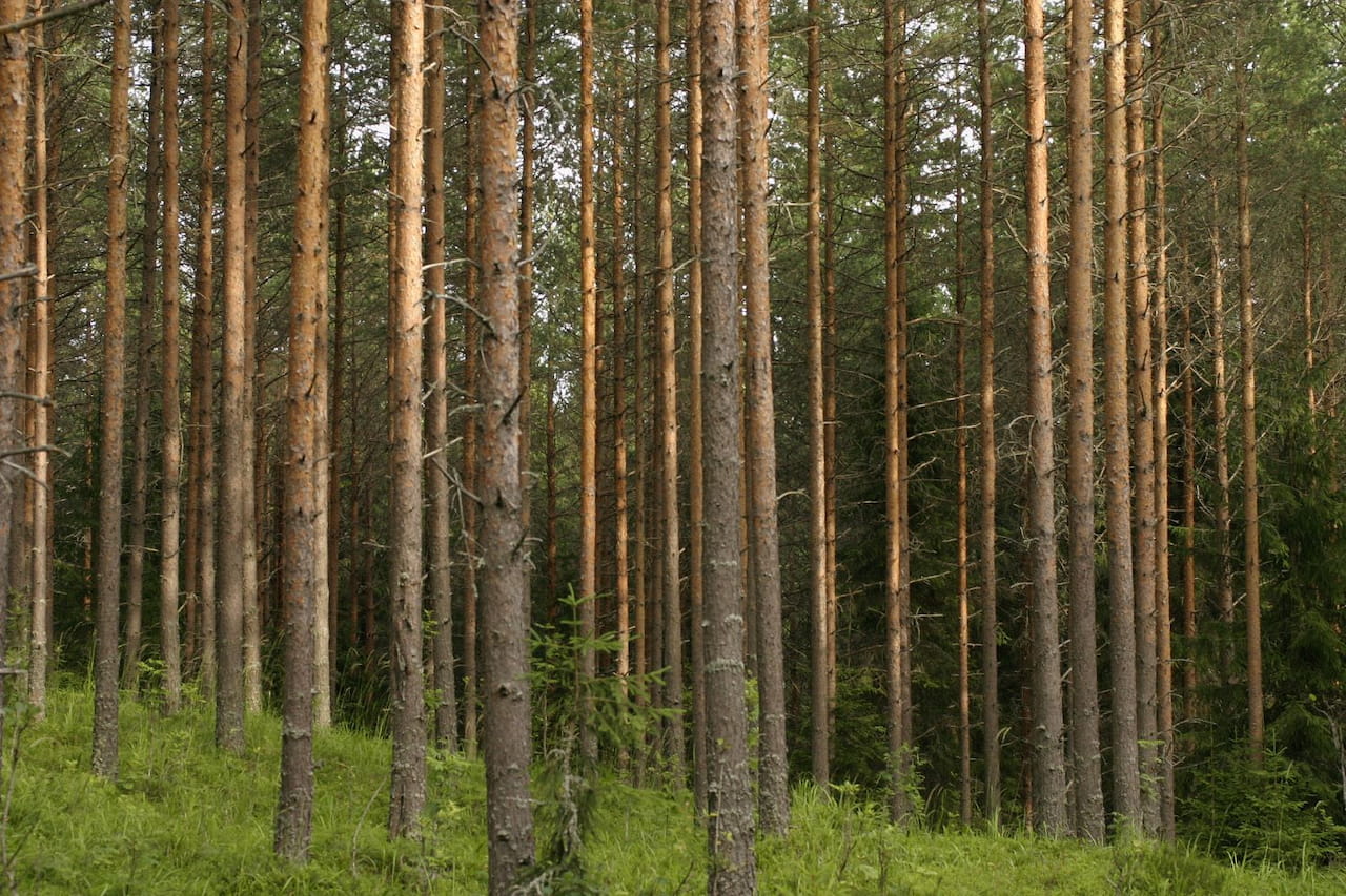 Putrettia® tarjolla maksutta metsien lannoitukseen