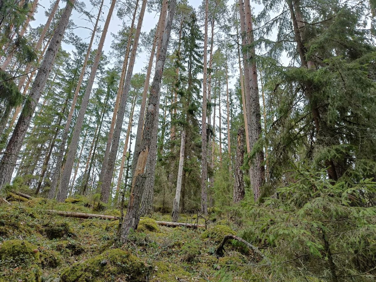 Onko metsistämme yli 10 prosenttia hiljaisessa suojelussa?