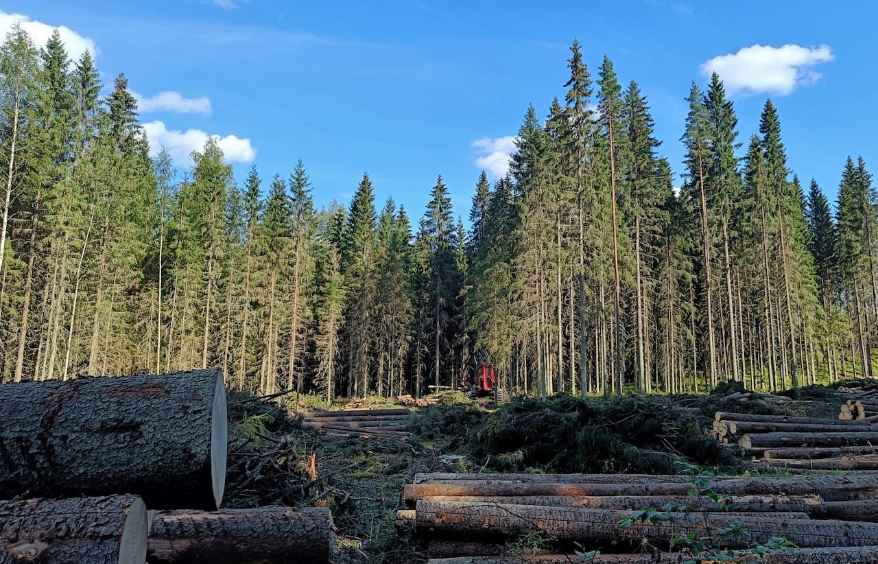 Puunhinta Päijät-Hämeessä heinä-elokuussa 2023