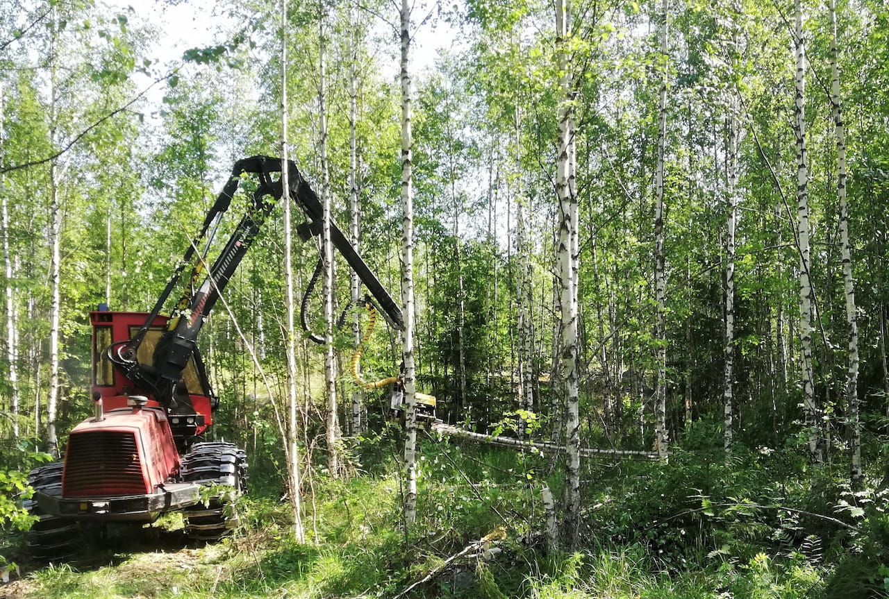 Päijät-Hämeessä ei hakata ensiharvennuksia liian harvaksi