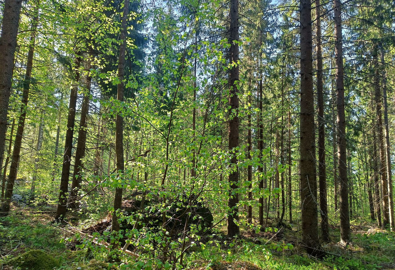 metsälehmuslehto