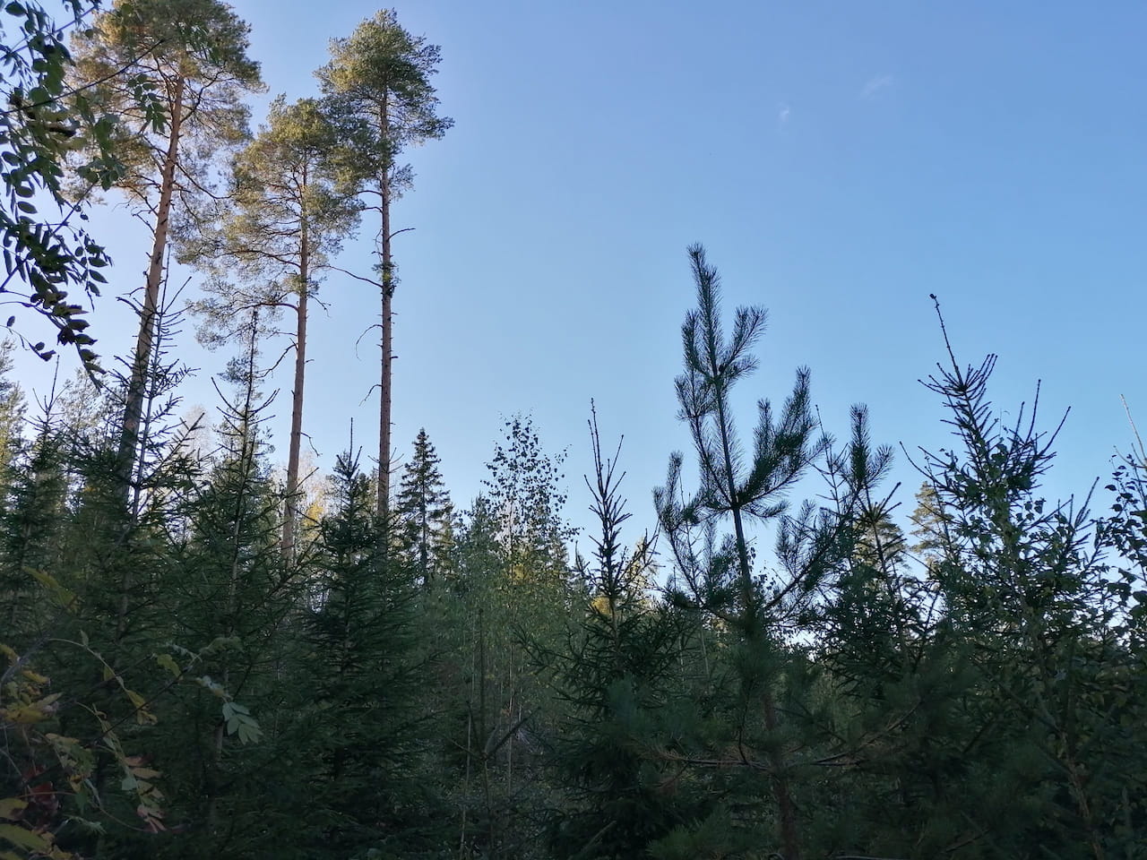 Metsänomistajat eivät lähde ilmaiseksi hiilensitojiksi