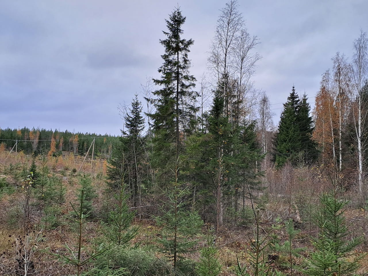 Jätetään tiheiköt suojaksi ja ravinnoksi