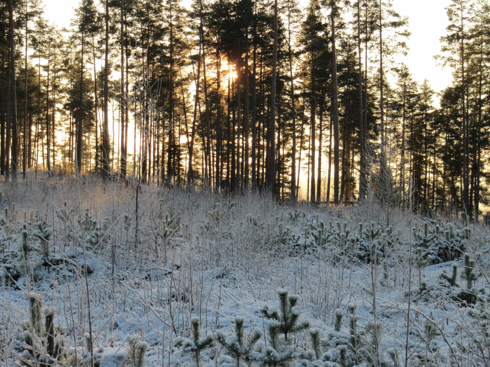 Aurinko paistaa puiden välistä