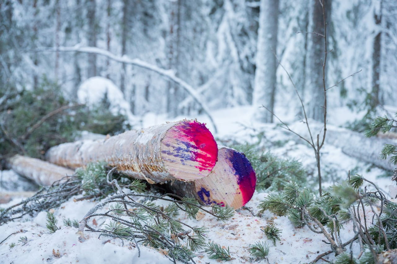 Puun hinnat Päijät-Hämeessä helmi-maaliskuussa 2025