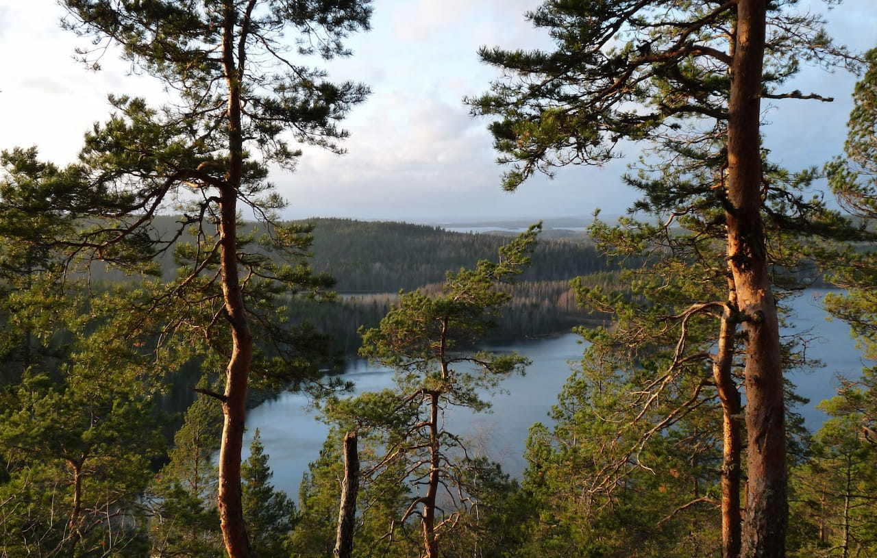 Etelä-Suomen metsänhoitoyhdistysten fuusio etenee – johtajaksi Eero Poikonen Keski-Suomesta