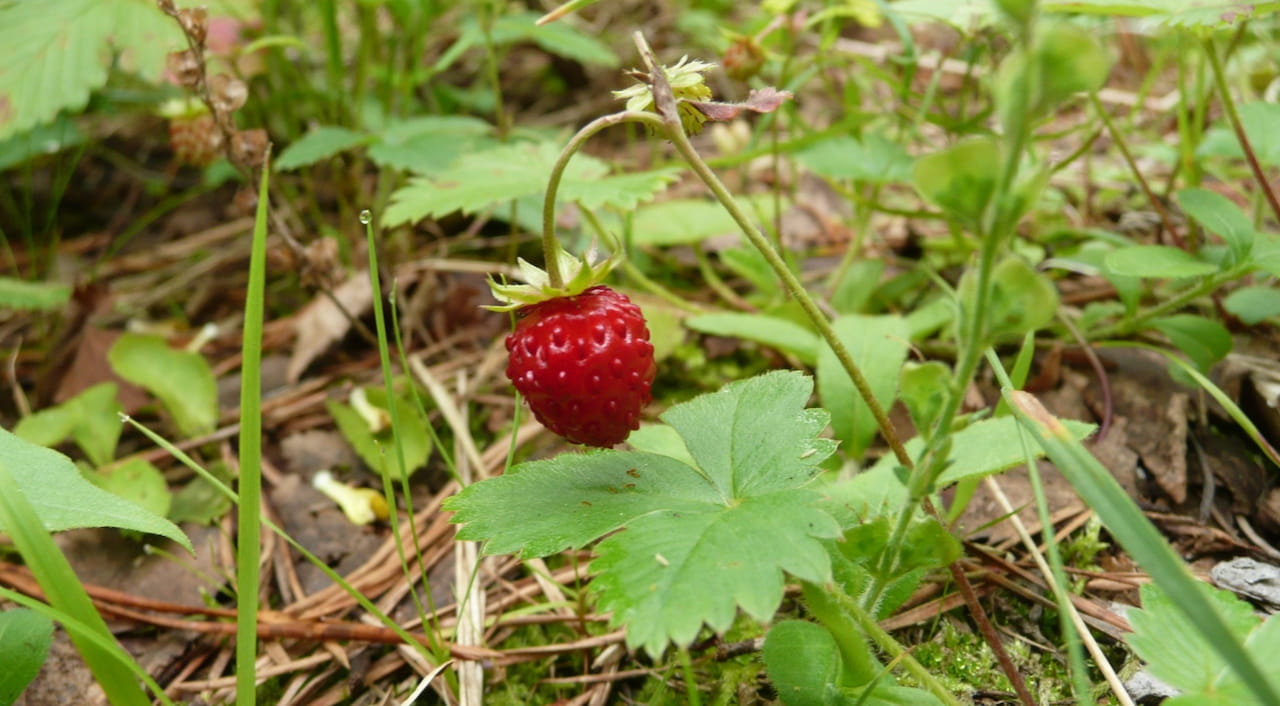 Toimihenkilöiden loma-ajat