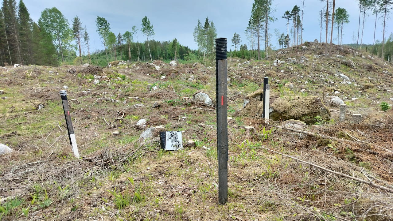 Epävakainen sää hidastaa kirjanpainajaa