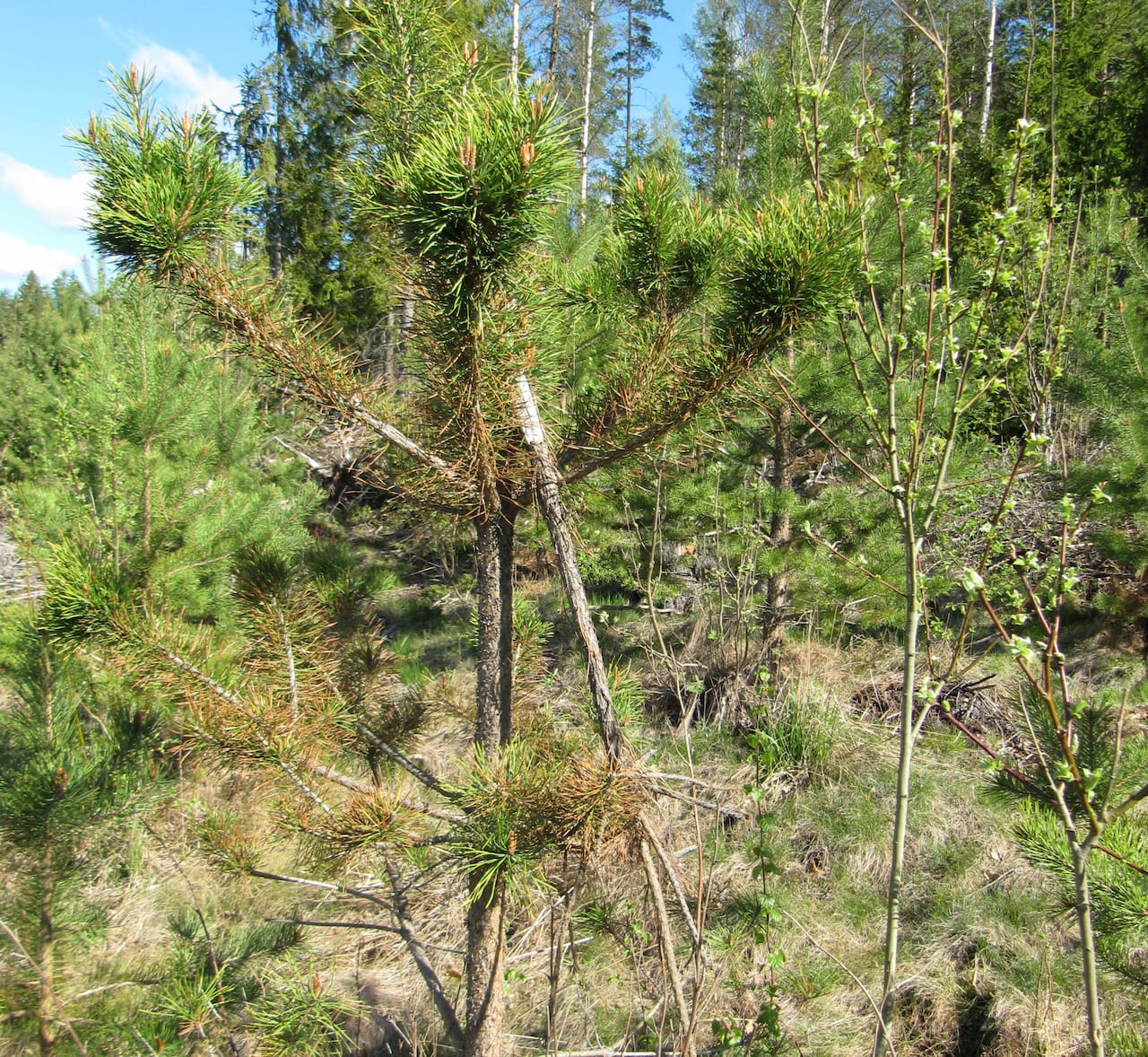 Jäsenetu: Ilmoita hirvieläinvahingosta metsässäsi matalalla kynnyksellä