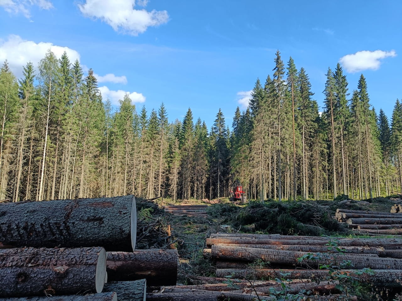 Puun hinnat Päijät-Hämeessä heinä-elokuussa 2025