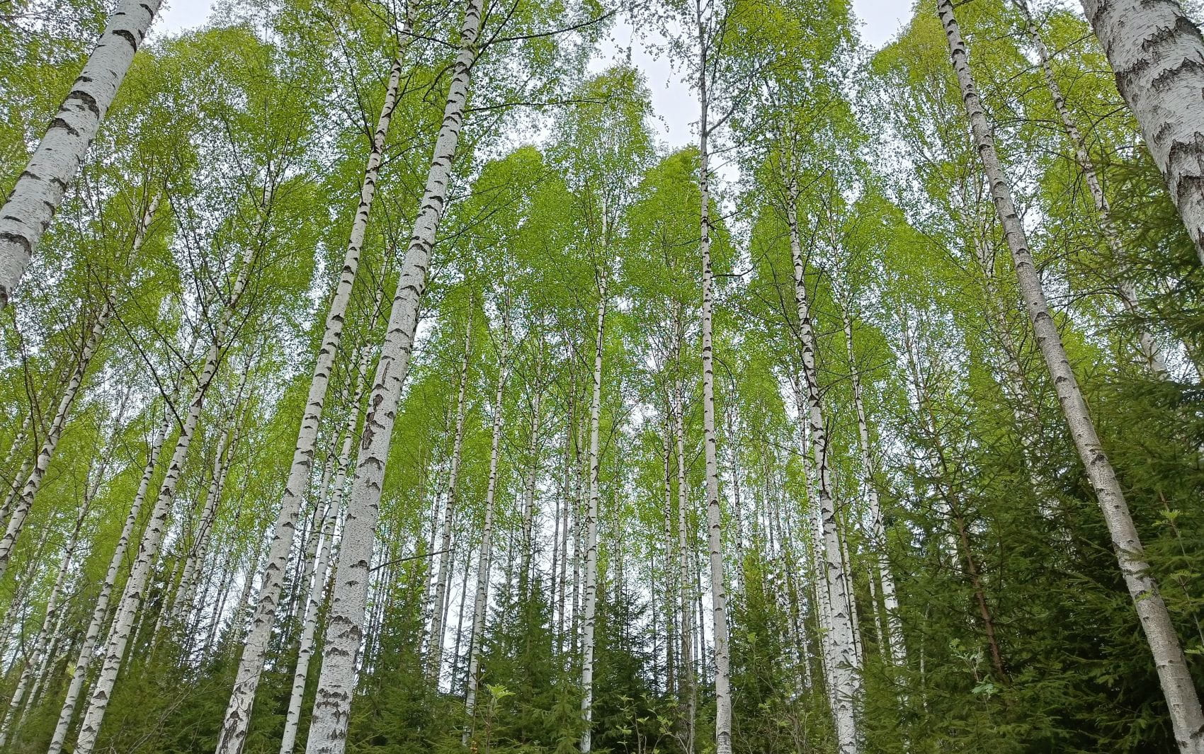 Puun hinnat Päijät-Hämeessä elokuussa 2025