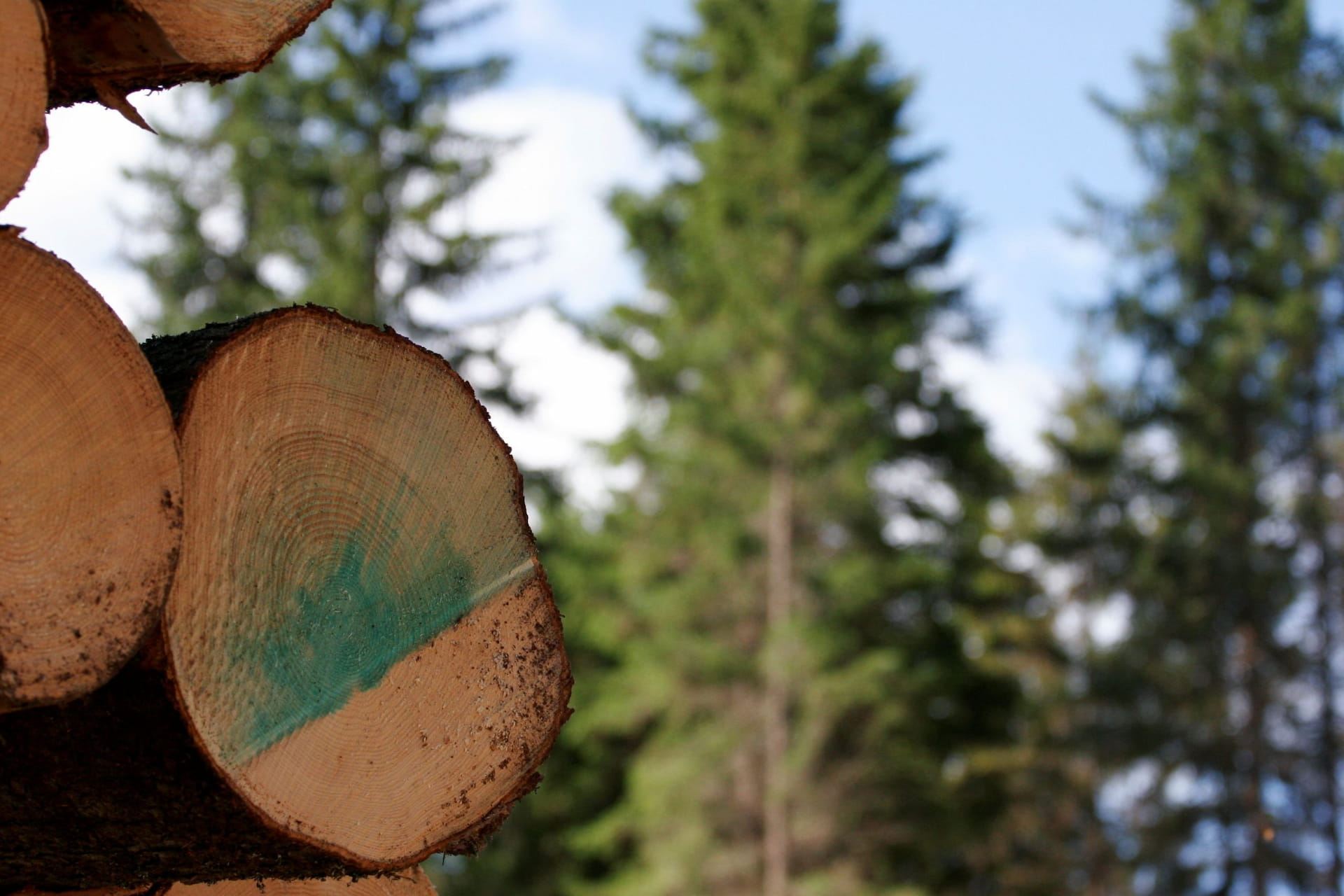 Puun hinnat Päijät-Hämeessä lokakuussa 2025