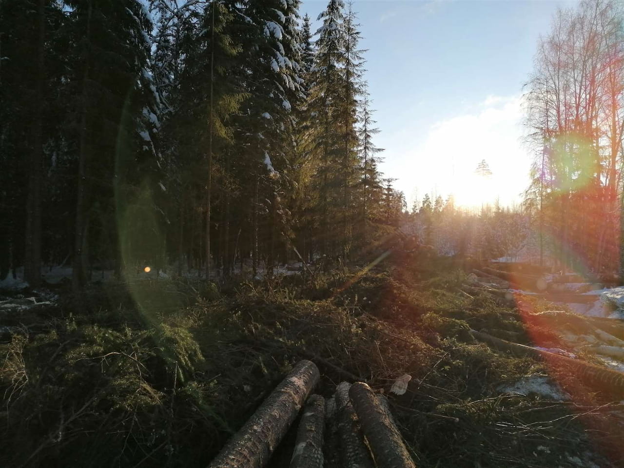 Puun hinnat Päijät-Hämeessä marraskuussa 2025