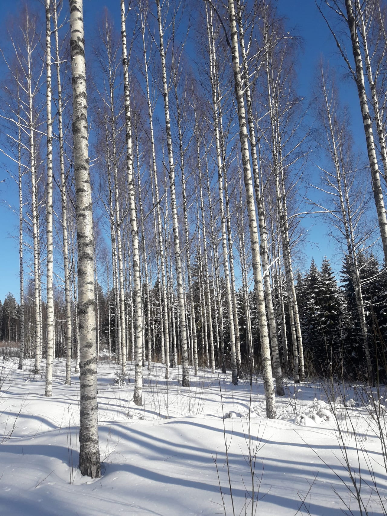 Metsät voivat olla jatkossakin ratkaisu ja turva moneen asiaan