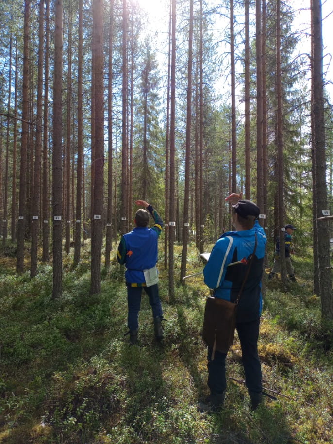 Metsätaitokilpailu