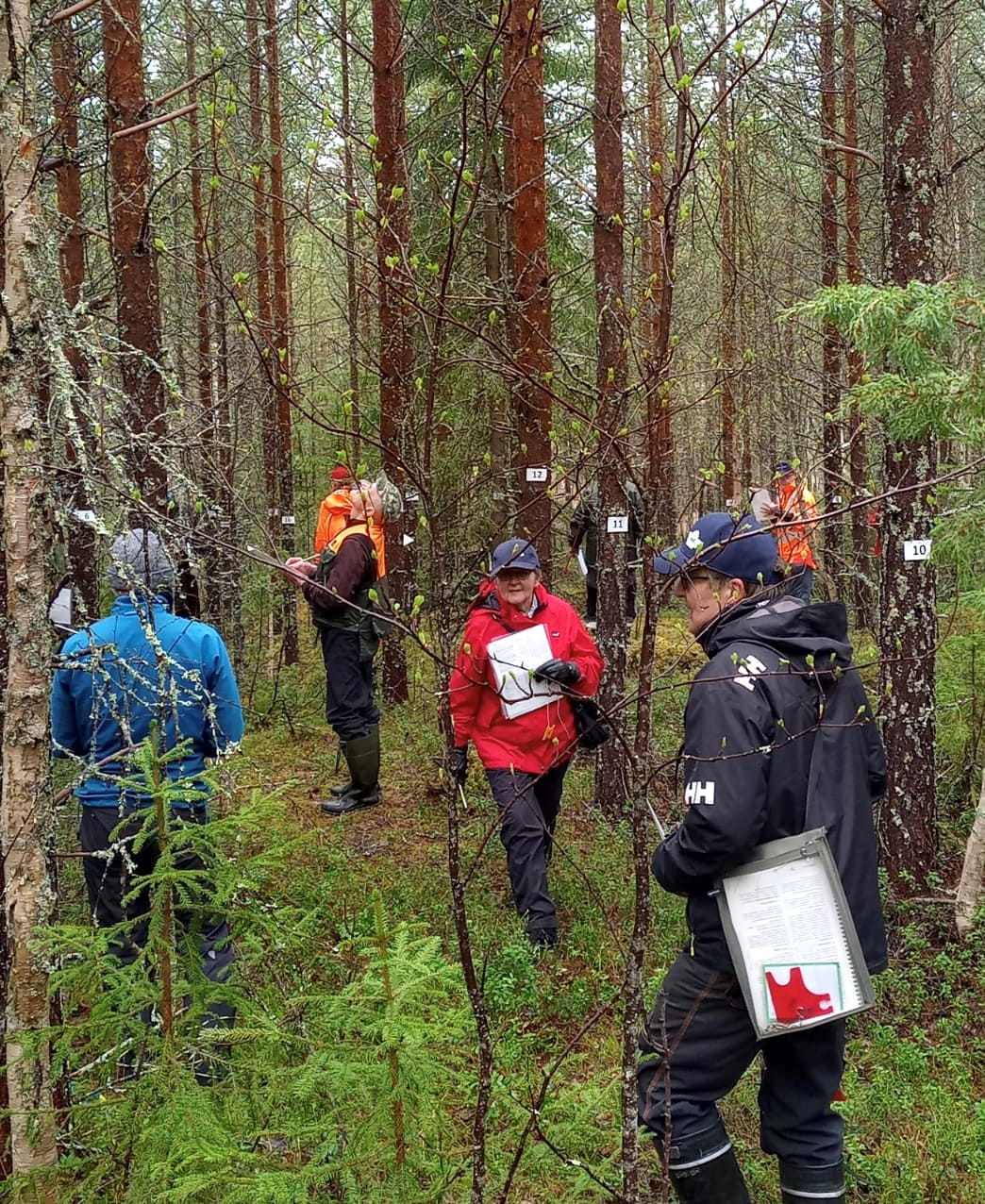 Metsätaitokilpailun tulokset