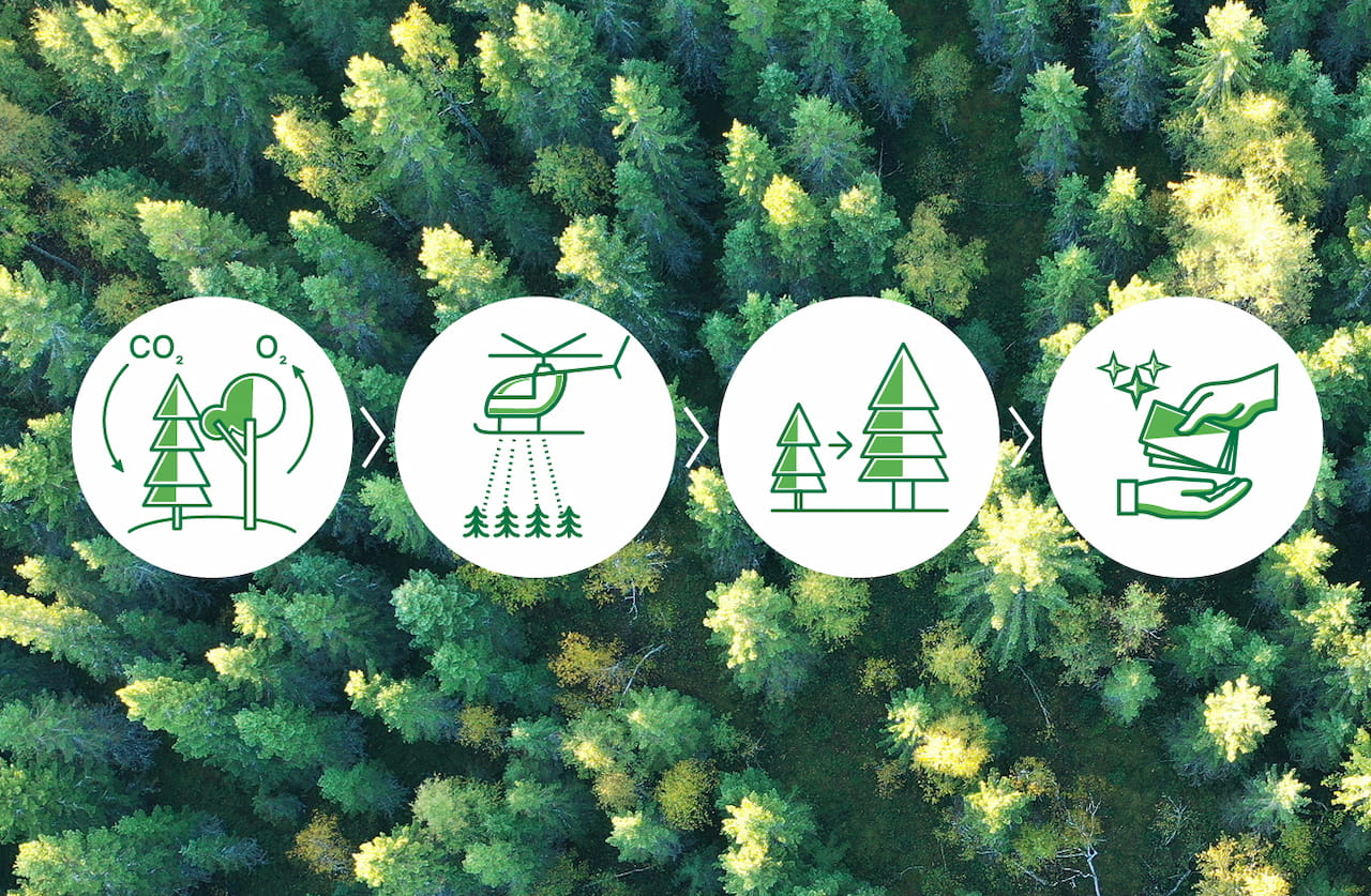 Metsänomistajat, Green Carbon ja Mhy Savotta puhaltavat yhteen hiileen