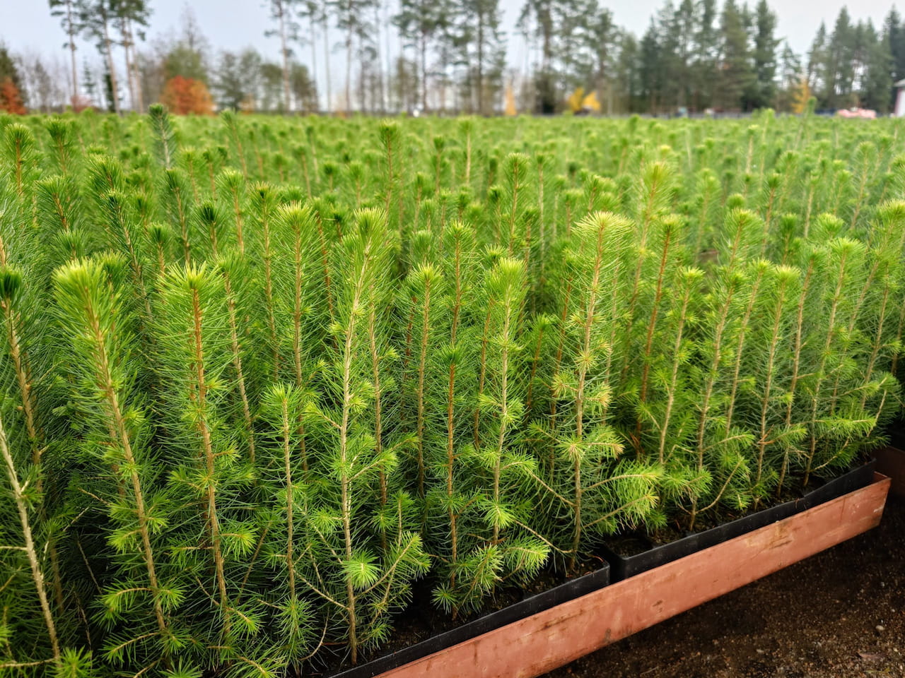 Metsänjalostus, mitä se on ja mitä hyötyä siitä on metsänomistajalle