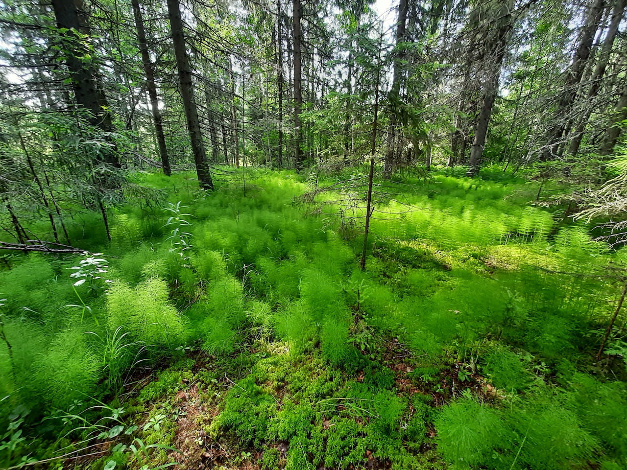 Millainen metsä sopii ympäristötukikohteeksi?