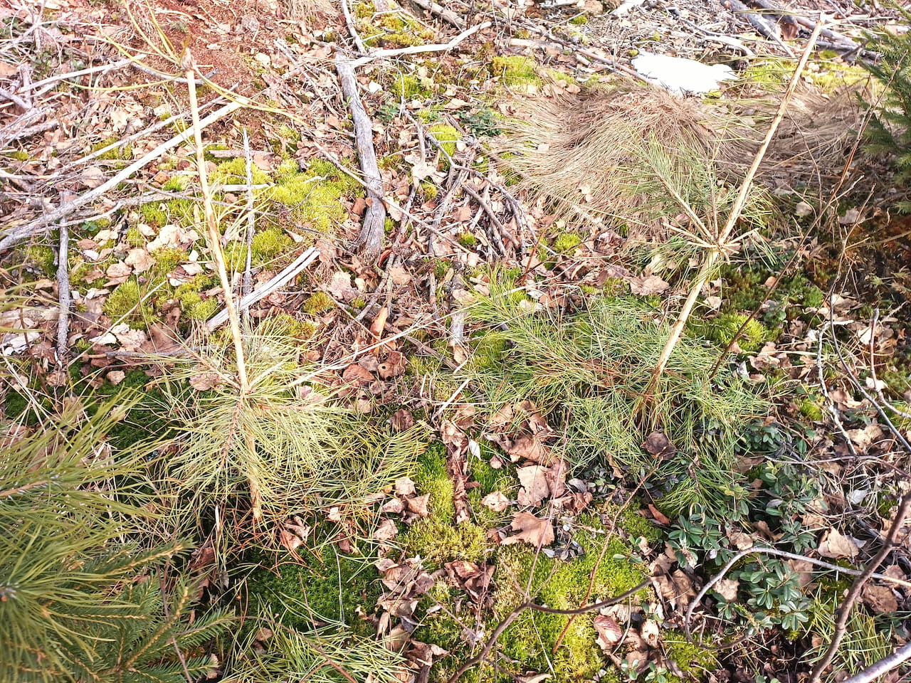 Myyrätuho taimikossa, mitä teen?