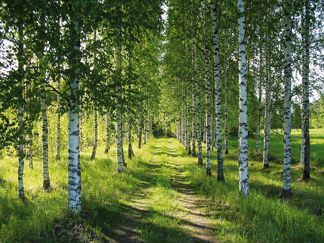 Metsänomistajan oikeudet ja metsäedunvalvonta
