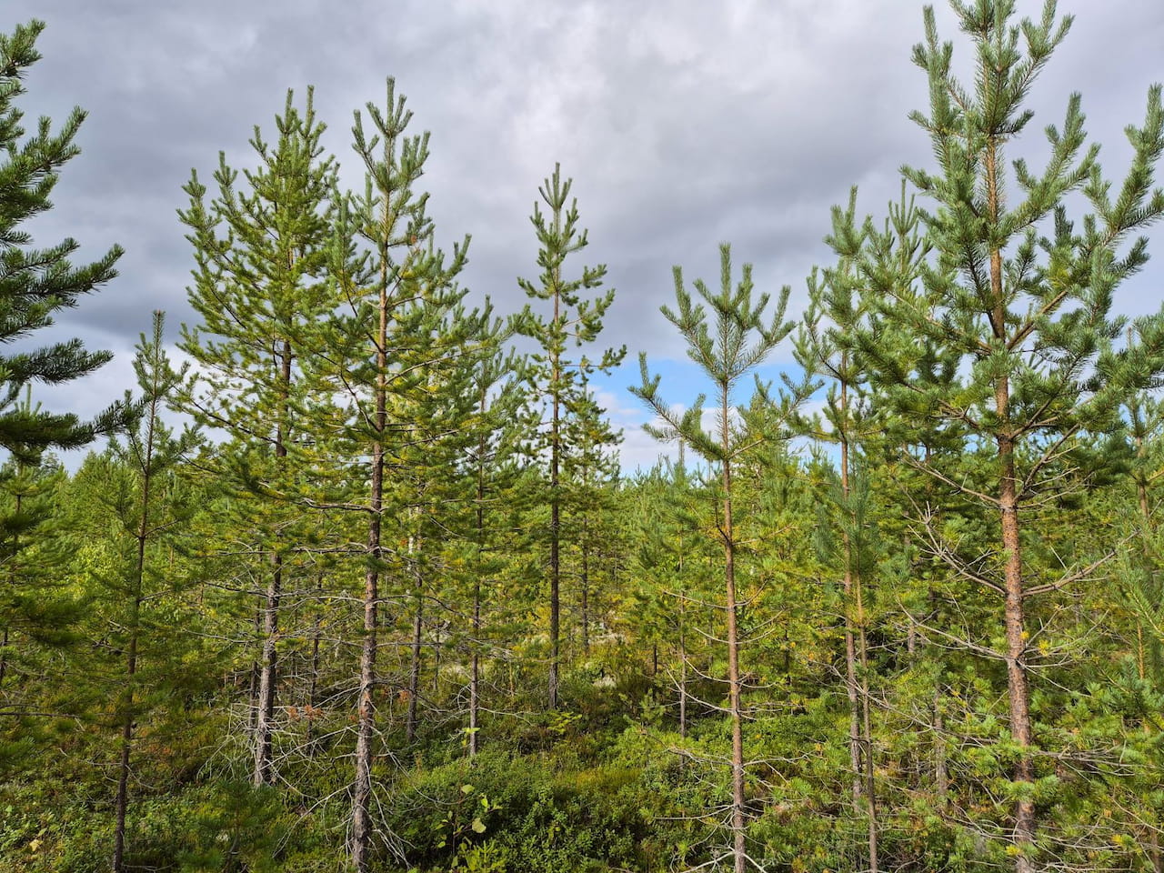 Vieremän toimisto suljettu