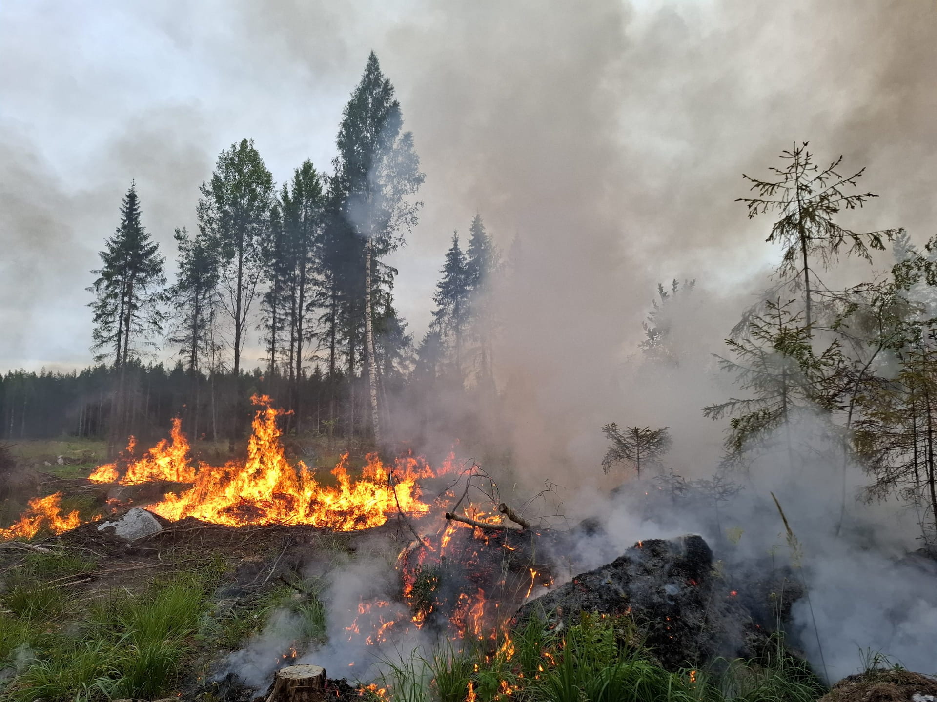 Kulotus ja ennallistamispoltto – webinaari
