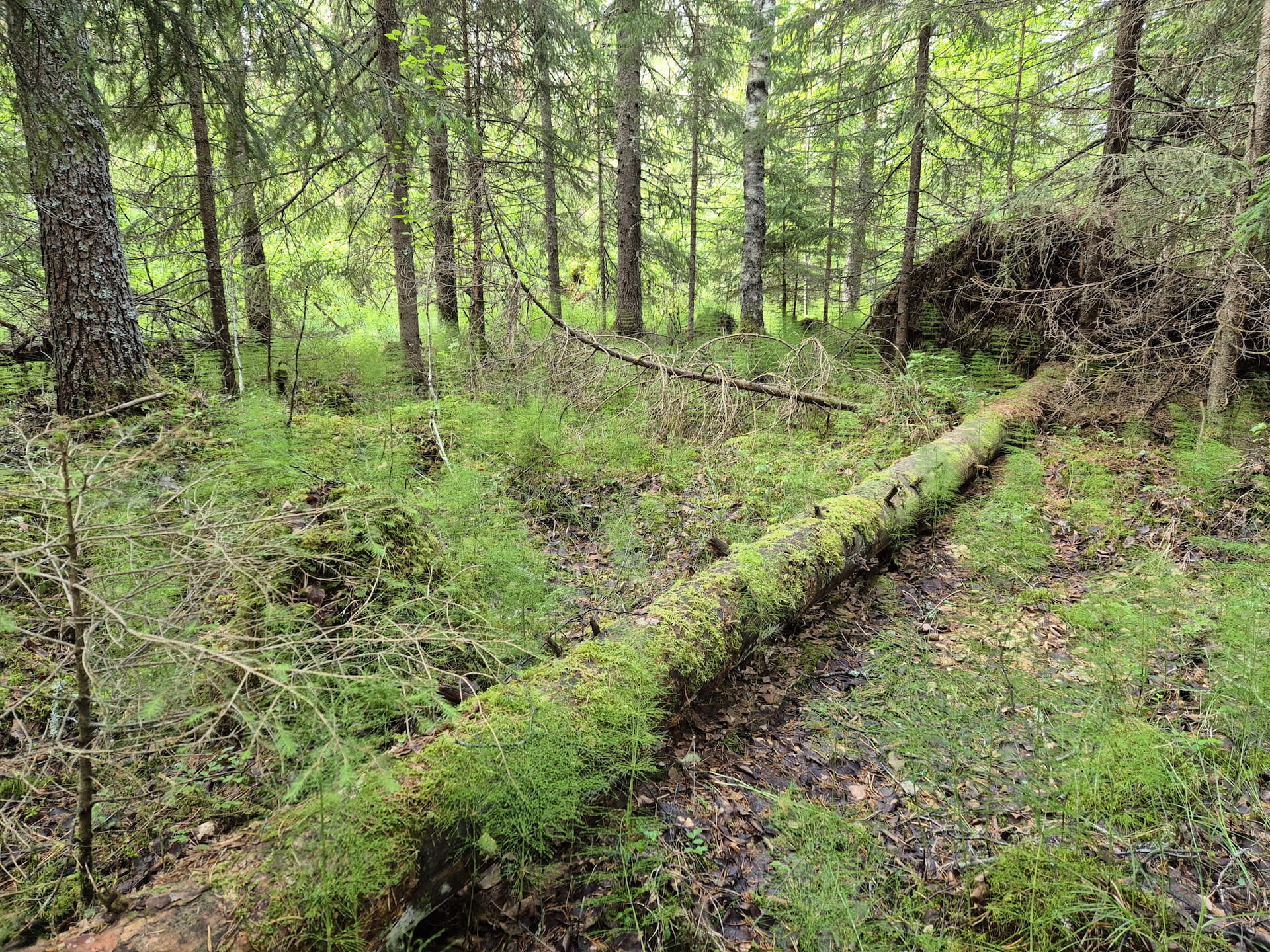 Metsä, jossa on kaatunut ja lahonnut puunrunko.
