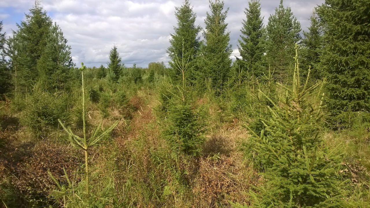 Metsuriyrittäjälle töitä tarjolla